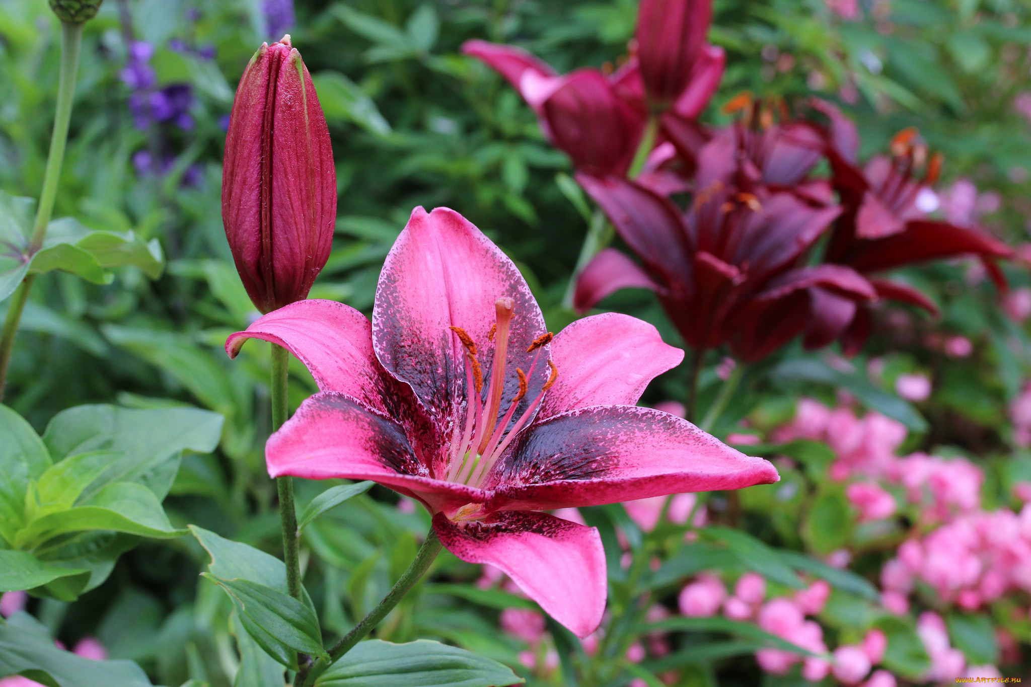 , ,  , petals, , , lily, bloom